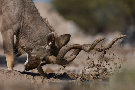 Male Greater Kudu (Tragelaphus strepsiceros) covering its horns in mud at a waterhole in Onguma Nature Reserve bordering Etosha National Park, Namibia.の写真素材
