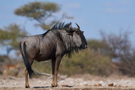 Blue Wildebeest (Connochaetes taurinus) approaching a waterhole in Onguma Nature Reserve bordering Etosha National Park, Namibia.の写真素材