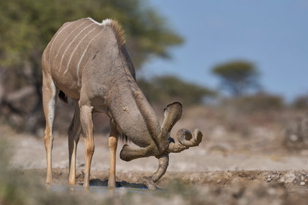 Male Greater Kudu (Tragelaphus strepsiceros) covering its horns in mud at a waterhole in Onguma Nature Reserve bordering Etosha National Park, Namibia.の写真素材