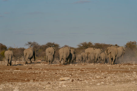 Elephants in the Etosha National Park, Namibiaの写真素材