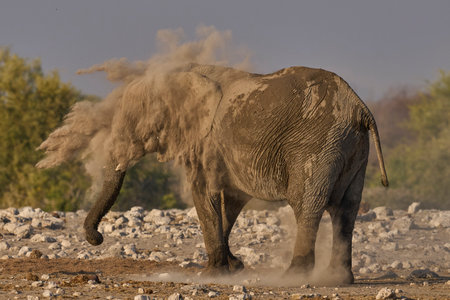Elephant in Etosha National Park, Namibia, Africaの写真素材