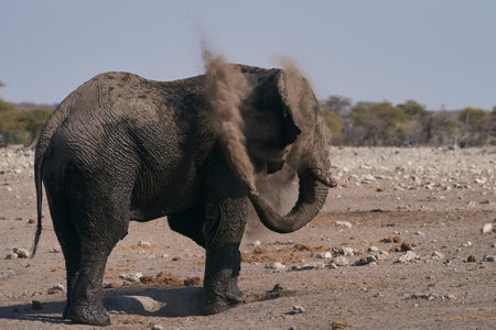 Elephant in the Etosha National Park, Namibia.の写真素材