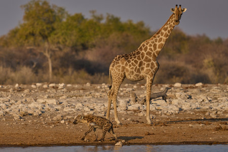 A giraffe, Giraffa camelopardalis, drinking at a waterhole in Etosha National Park, Namibiaの写真素材