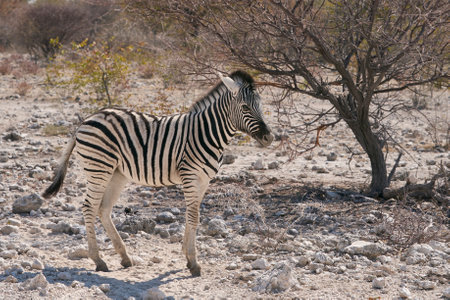 Plains zebra in Etosha National Park, Namibiaの写真素材