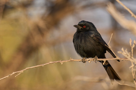 Black-crested Drongo, Chobe National Park, Botswana, Africaの写真素材