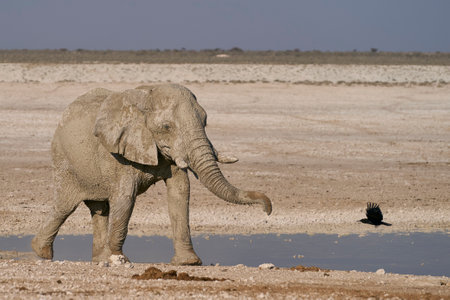 Large bull African elephant (Loxodonta africana) covered recently applied mud drinking at a waterhole in Etosha National Park in Namibia.の写真素材
