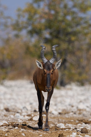 Red Hartebeest (Alcelaphus buselaphus caama ) approaching a waterhole in Etosha National Park, Namibiaの写真素材