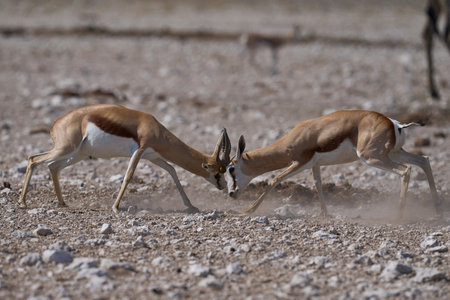 Male Springok (Antidorcas marsupialis) fighting in Etosha National Park, Namibia
