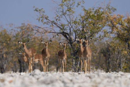 Female Black-faced Impala (Aepyceros melampus petersi) in Etosha National Park, Namibiaの写真素材