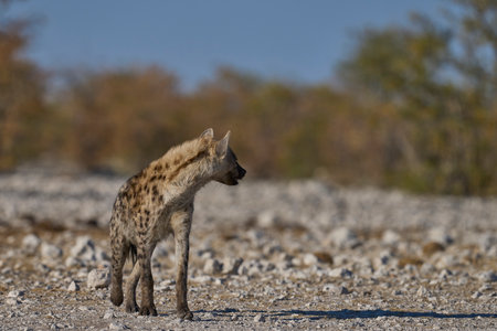 Spotted Hyaena (Crocuta crocuta) approaching a waterhole along a game trail in Etosha National Park, Namibiaの写真素材