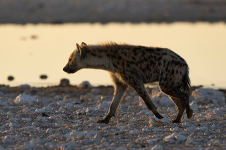 Spotted Hyaena (Crocuta crocuta) at a waterhole in Etosha National Park, Namibiaの写真素材