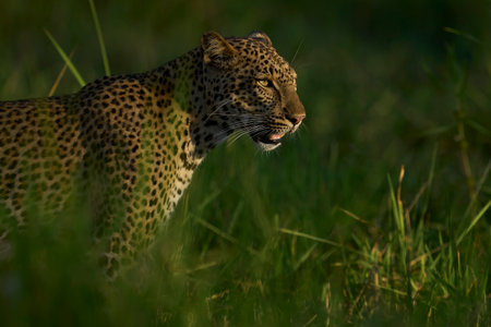 Leopard (Panthera pardus) in lush green grass during the emerald season in South Luangwa National Park, Zambiaの写真素材