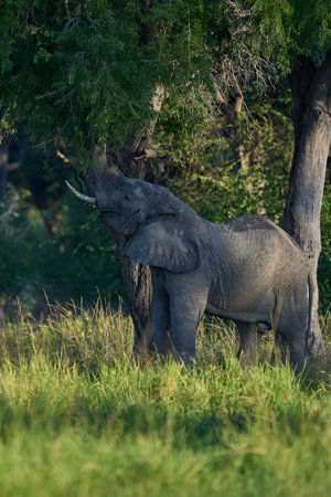 Large bull African Elephant (Loxodonta africana) feeding in a wooded area of South Luangwa National Park, Zambiaの写真素材