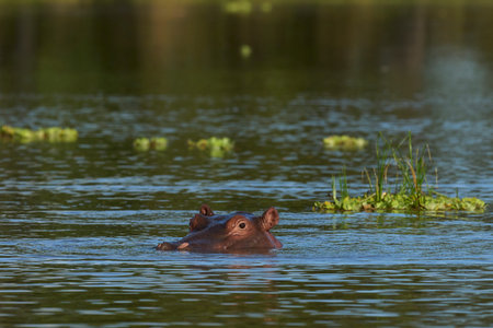 Hippopotamus (Hippopotamus amphibius) in a lagoon in South Luangwa National Park, Zambia
