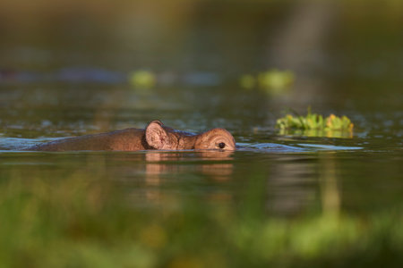 Hippopotamus (Hippopotamus amphibius) in a lagoon in South Luangwa National Park, Zambiaの写真素材
