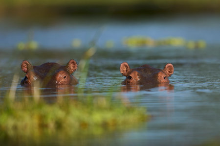 Hippopotamus (Hippopotamus amphibius) in a lagoon in South Luangwa National Park, Zambiaの写真素材