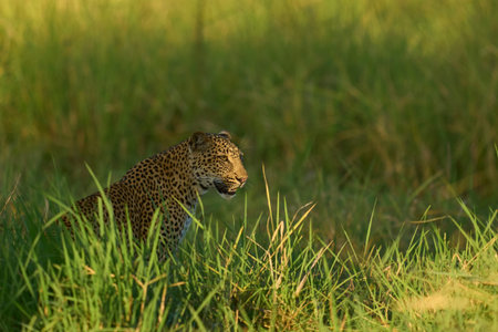 Leopard (Panthera pardus) in lush green grass during the emerald season in South Luangwa National...
