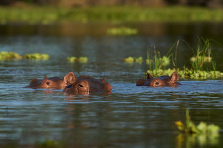 Hippopotamus (Hippopotamus amphibius) in a lagoon in South Luangwa National Park, Zambiaの写真素材