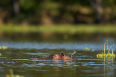 Hippopotamus (Hippopotamus amphibius) in a lagoon in South Luangwa National Park, Zambiaの写真素材