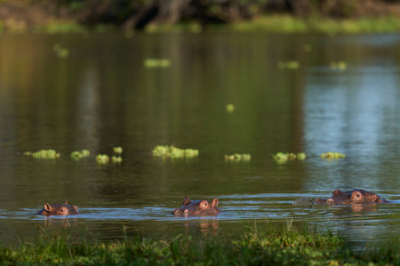 Hippopotamus (Hippopotamus amphibius) in a lagoon in South Luangwa National Park, Zambiaの写真素材