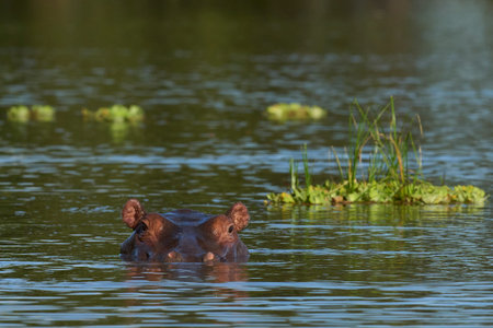 Hippopotamus (Hippopotamus amphibius) in a lagoon in South Luangwa National Park, Zambia
