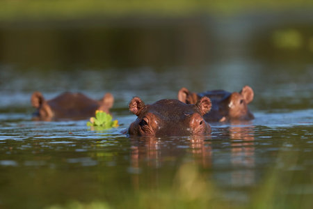 Hippopotamus (Hippopotamus amphibius) in a lagoon in South Luangwa National Park, Zambiaの写真素材