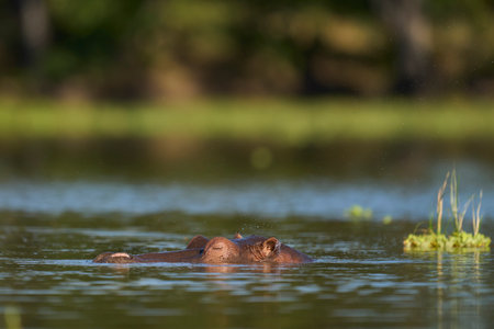 Hippopotamus (Hippopotamus amphibius) in a lagoon in South Luangwa National Park, Zambiaの写真素材