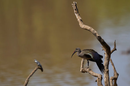 Hadada Ibis (Bostrychia hagedash) taking off from a branch over a water filled lagoon in South Luangwa National Park, Zambia.の写真素材