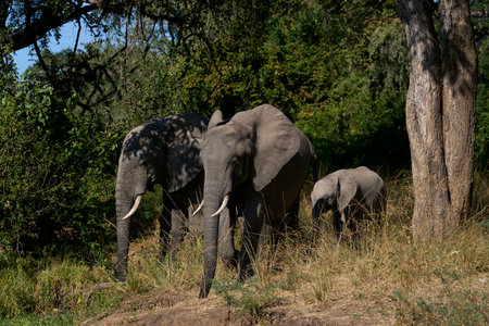 Group of African Elephant (Loxodonta africana) drinking at a lagoon in South Luangwa National Park, Zambiaの写真素材