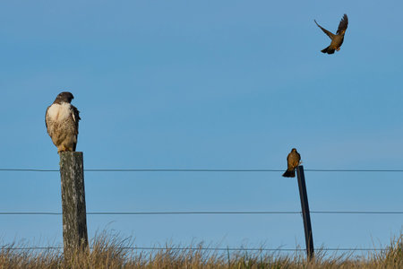 Variable Hawk (Buteo polyosoma) perched on a fence post on Bleaker Island in the Falkland Islands
