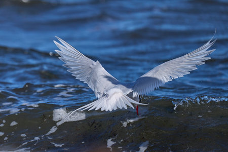 South American Tern (Sterna hirundinacea) feeding on the coast of Bleaker Island in the Falkland Islandsの写真素材