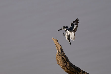 Pied Kingfisher (Ceryle rudis) coming in to land on a dead tree stump over a shallow lagoon at the start of the rainy season in South Luangwa National Park, Zambiaの写真素材