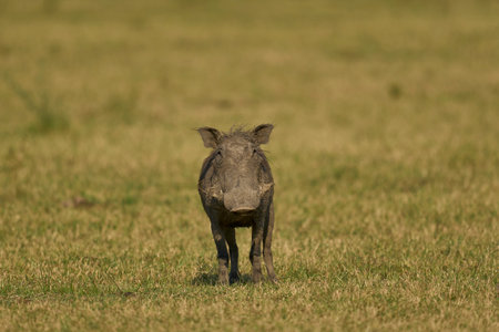 Warthog (Phacochoerus aethiopicus) in South Luangwa National Park, Zambiaの写真素材