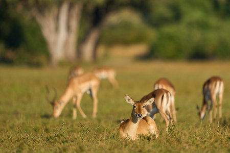 Impala (Aepyceros melampus) grazing in South Luangwa National Park, Zambiaの写真素材