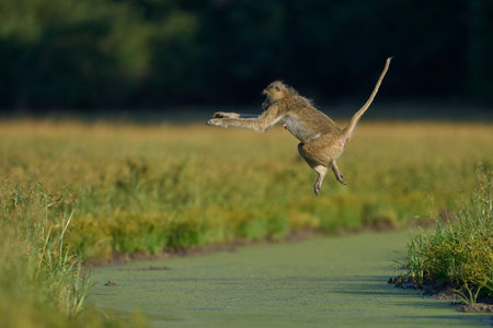 Yellow Baboon (Papio cynocephalus) leaping across a water channel in South Luangwa National Park,...