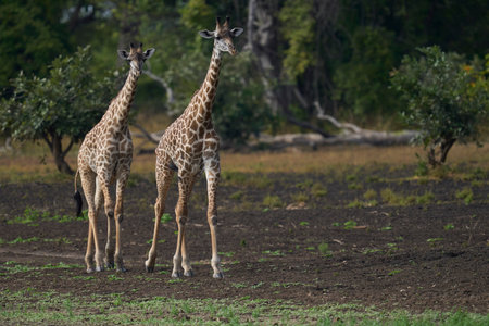 Thornicroft giraffe (Giraffa camelopardalis thornicrofti) in South Luangwa National Park, Zambiaの写真素材