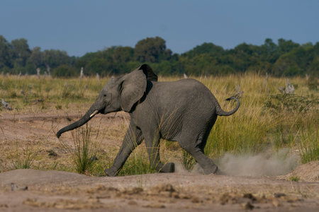 African Elephant (Loxodonta africana) in South Luangwa National Park, Zambiaの写真素材