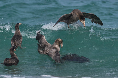 Southern Giant Petrels (Macronectes giganteus) gather in the sea to feed on the carcass of an elephant seal pup on the coast of Sea Lion Island in the Falkland Islands.の写真素材