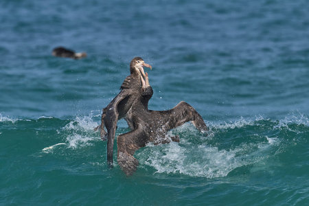Southern Giant Petrels (Macronectes giganteus) squabbling in the waves along the coast of Sea Lion Island in the Falkland Islands.の写真素材