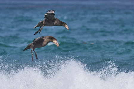 Southern Giant Petrels (Macronectes giganteus) gather in the sea to feed on the carcass of an elephant seal pup on the coast of Sea Lion Island in the Falkland Islands.の写真素材
