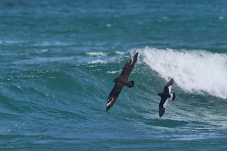 Magellanic Oystercatcher (Haematopus leucopodus) chasing a Falkland Skua (Catharacta antarctica) over the sea off the coast of Sea Lion Island in the Falkland Islands.の写真素材