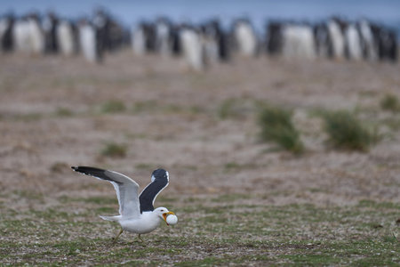 Kelp Gull (Larus dominicanus) stealing an egg from a colony of Gentoo Penguins on Sea Lion Island in...