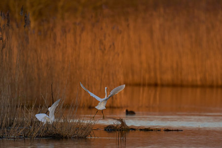 Little Egrets (Egret garzetta) squabbling on the edge of a reedbed of the Somerset Levels in...