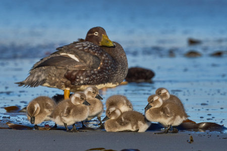 Female Falkland Steamer Duck (Tachyeres brachypterus) with recently hatched chicks on a sandy beach...