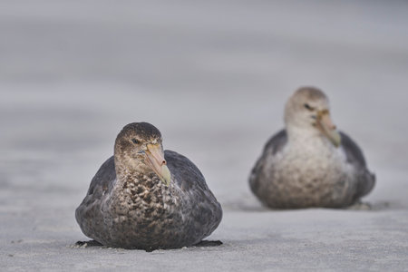 Southern Giant Petrel (Macronectes giganteus) on a beach on Sea Lion Island in the Falkland Islands.の写真素材