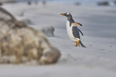 Gentoo Penguins (Pygoscelis papua) coming from and going to sea from a sandy beach on Sea Lion Island in the Falkland Islands.の写真素材
