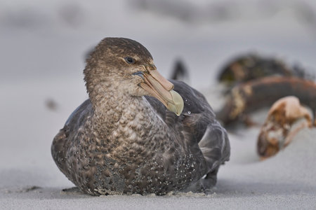 Southern Giant Petrel (Macronectes giganteus) on a beach on Sea Lion Island in the Falkland Islands.の写真素材
