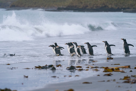 Gentoo Penguins (Pygoscelis papua) coming from and going to sea from a sandy beach on Sea Lion Island in the Falkland Islands.の写真素材