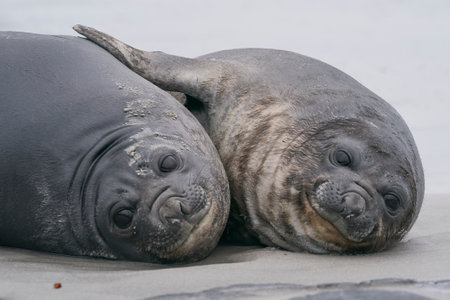 Southern Elephant Seal pups (Mirounga leonina) on the coast of Sea Lion Island in the Falkland Islands.の写真素材