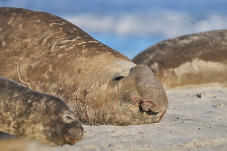 Battle scarred Male Southern Elephant Seal (Mirounga leonina) on the coast of Sea Lion Island in the Falkland Islands.の写真素材